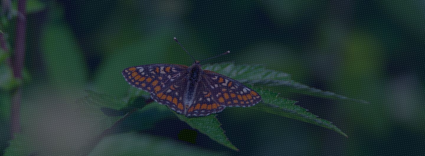 Balancing innovation and conservation: The intersection of Indian patent law and biodiversity law