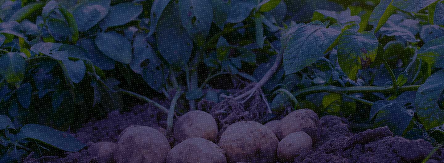 Plant variety protection – Incorrect mention of date of first sale is not fatal – Delhi HC’s Division Bench upholds registration